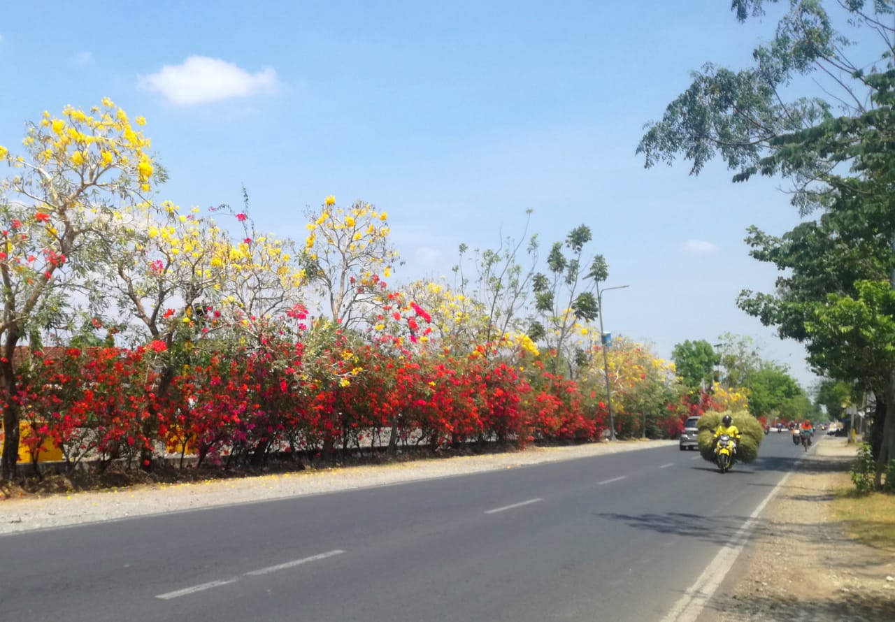Tahun 2023, 587 Pohon Peneduh Ditanam di Ruas Trotoar Bojonegoro