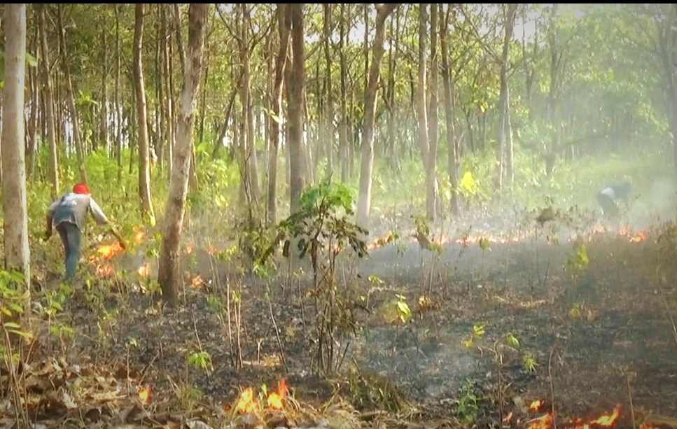 9 Lahan hingga Hutan di Bojonegoro Terbakar, Apa Sebabnya?