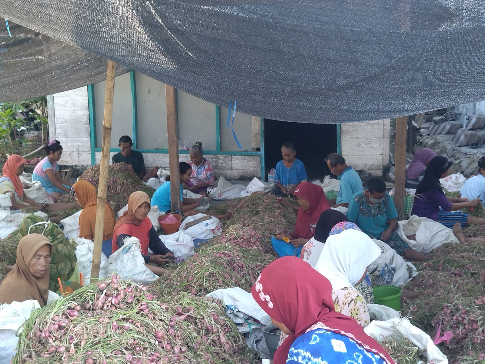 Pengusaha Muda Asal Desa Kepuh Kedul, Sukses Kembangkan Usaha Bawang Merah