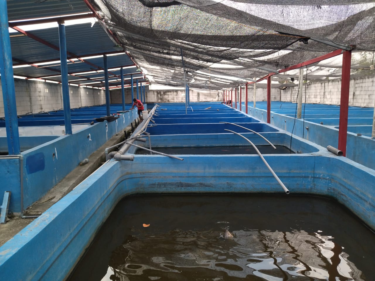 Pembudidaya Bibit Lele Bojonegoro Hasilkan Ratusan Ribu Ekor Per Bulan