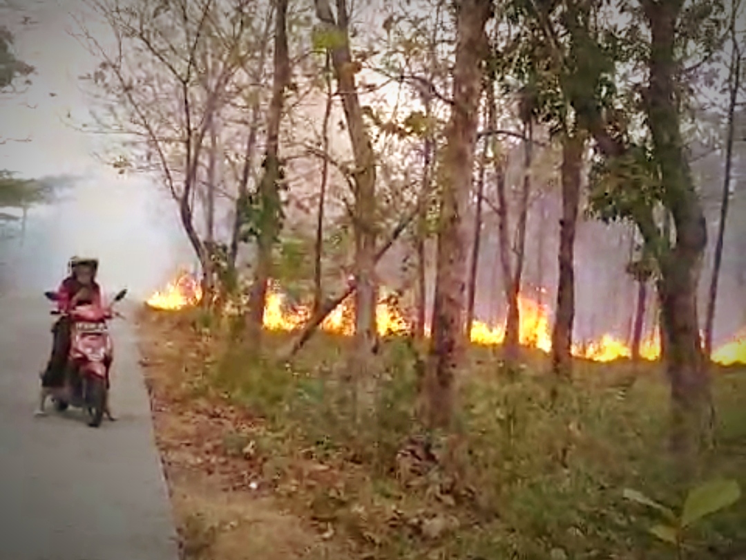 Perhutani Sebut 100 Hektare Lebih Hutan Bojonegoro Terbakar