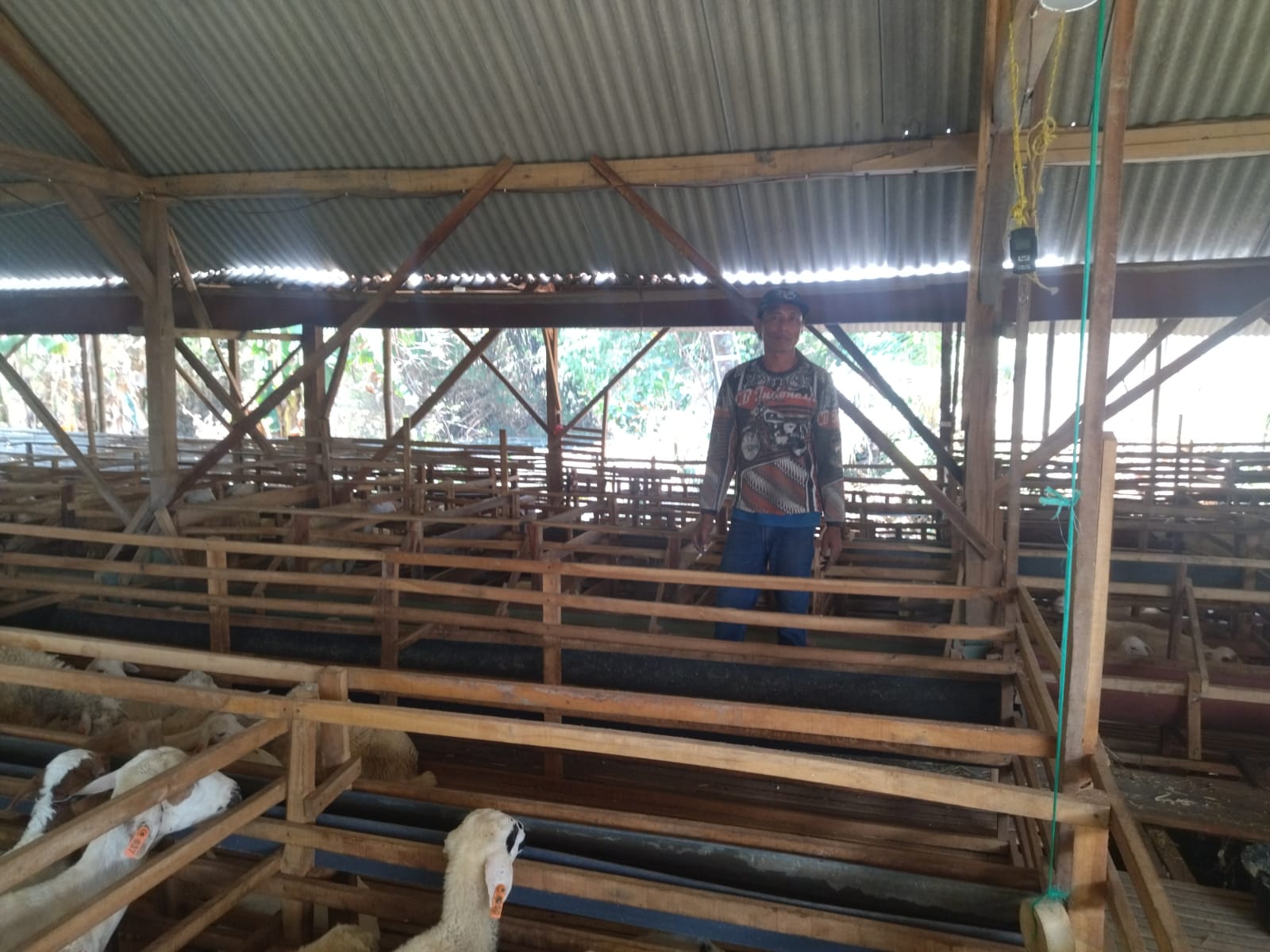 Warga Desa Tondomulo Ratusan Ternak Kambing