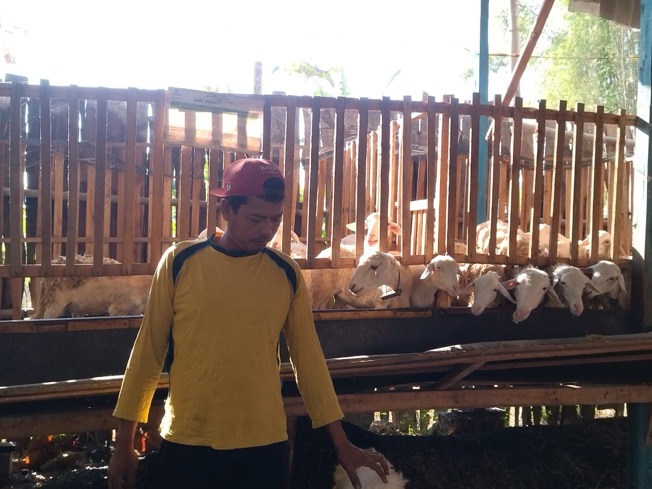 Permintaan Daging Kambing Terus Meningkat Jadi Penyemangat Warga Sitiaji Bentuk Kelompok Ternak