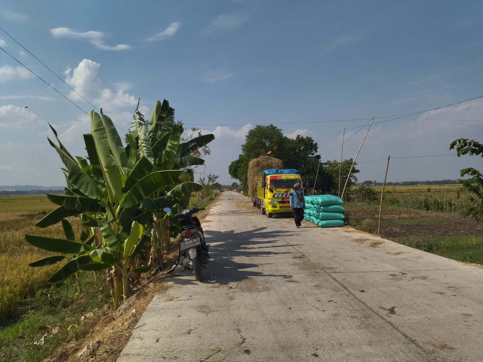 Tak Hanya Petani Senang, Saat Panen Juga Berkah Peternak Sapi