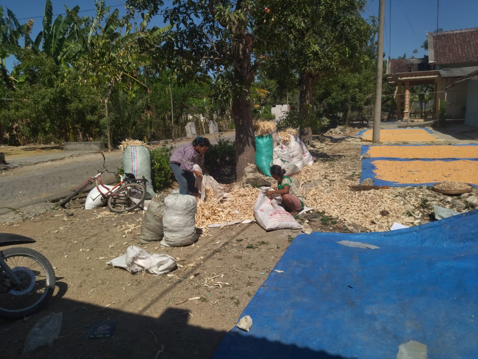 Peternak Berburu Janggel Jagung Saat Panen Raya