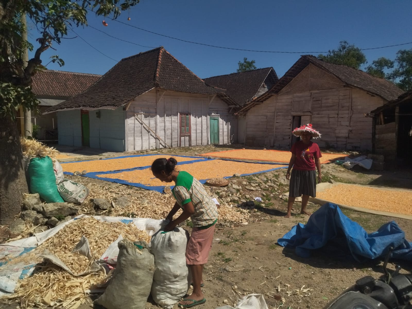 Petani Jagung NK Wiro Sableng Bungah