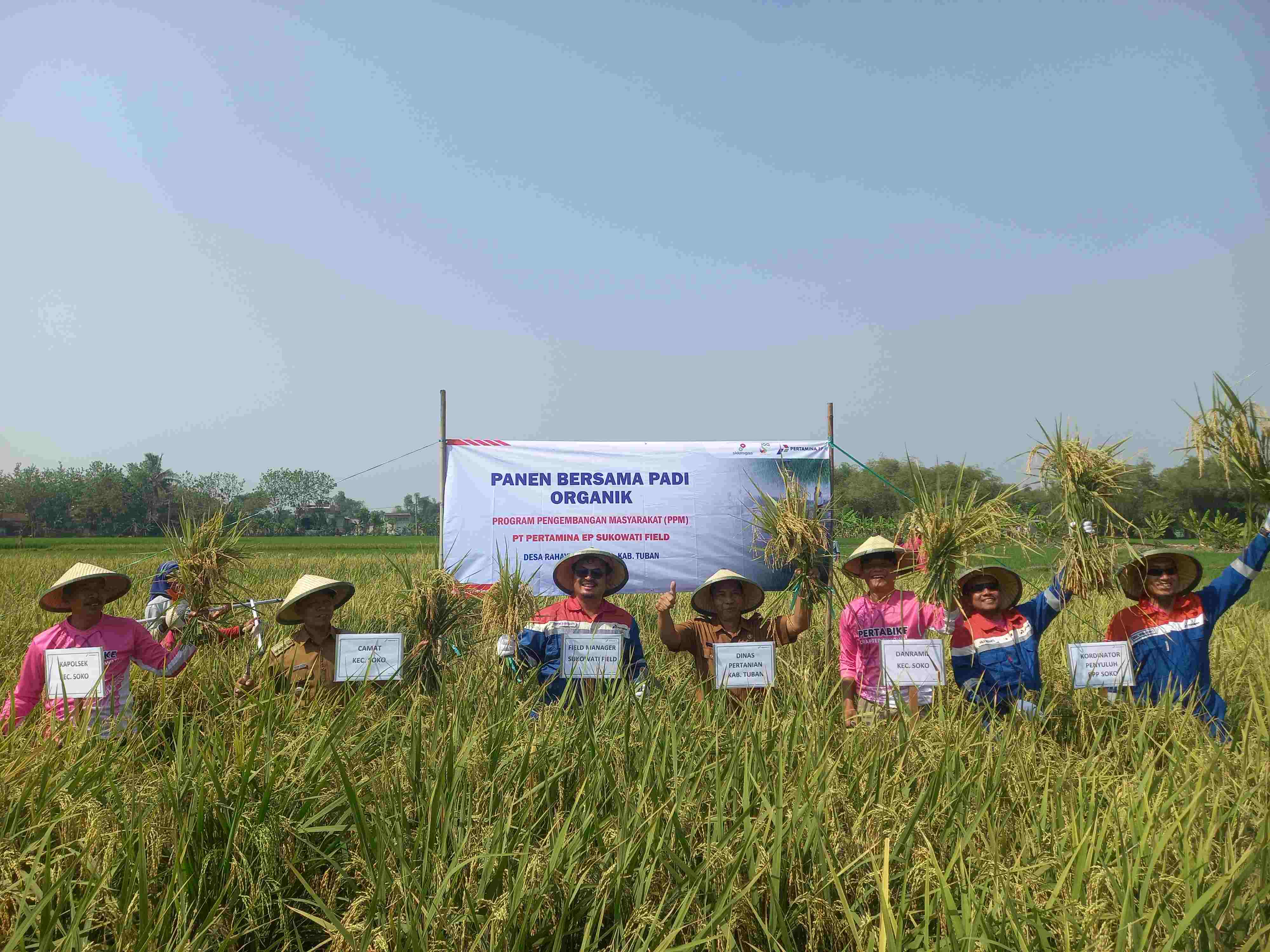 Panen Perdana Padi Organik Desa Rahayu Jadi Pilot Project Pertamina EP Field Sukowati