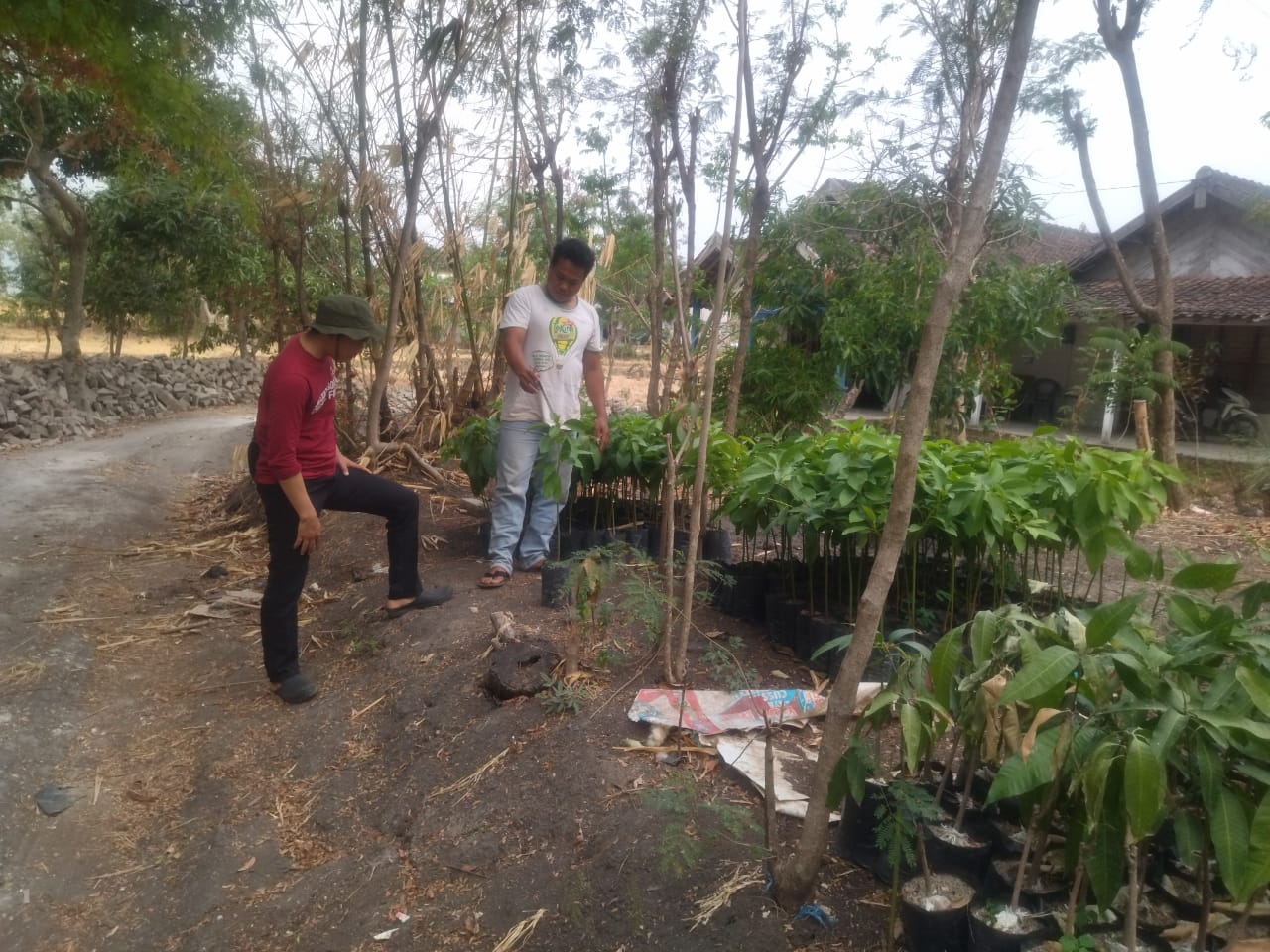 Bibit Buah-Buahan Murah Meriah Ada di Agro Supala