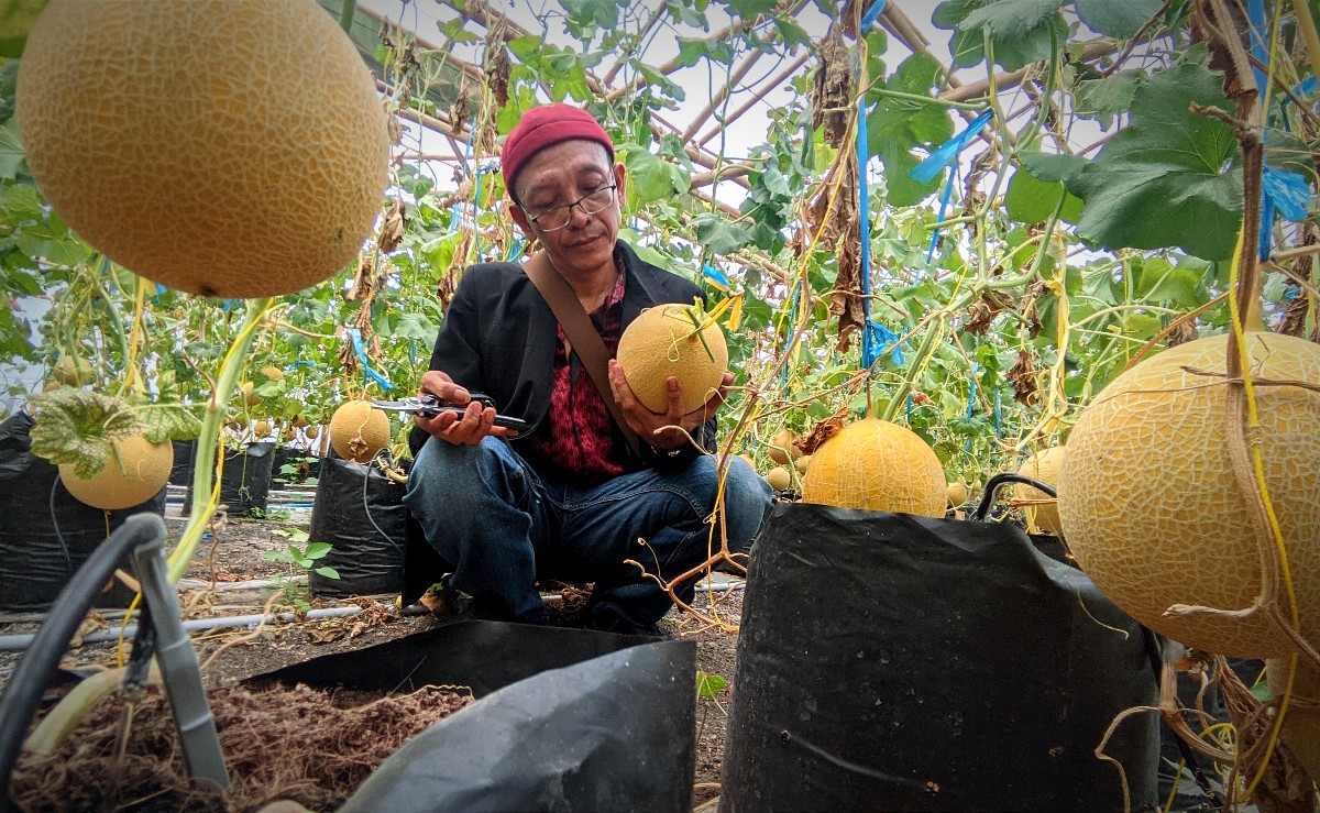 Menikmati Melon Premium di Bojonegoro: Petik, Makan, Bayar