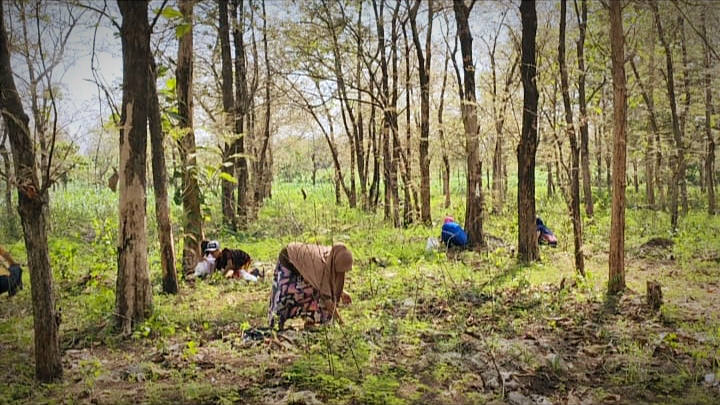 Berburu 'Enthung' Ulat Jati di Hutan Bojonegoro