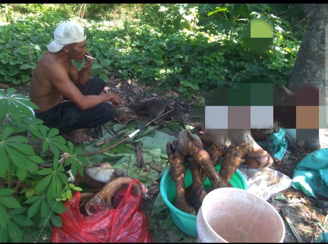 Cerita Jagal Kurban, Sehari Bisa 4 Tempat Hingga Sapi Pernah Kabur