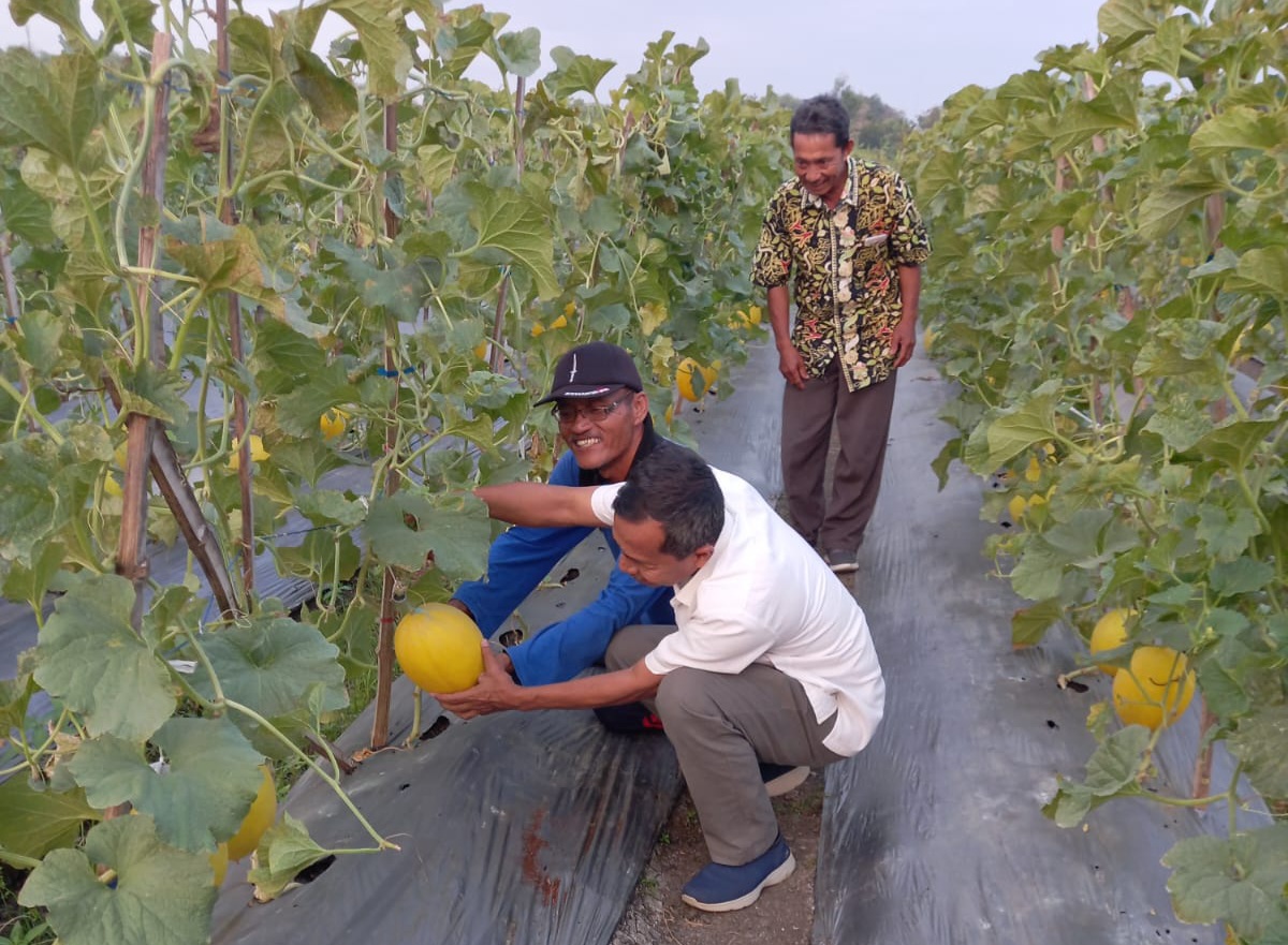 KUR BRI Bojonegoro Dorong Kemajuan Klaster Petani Melon