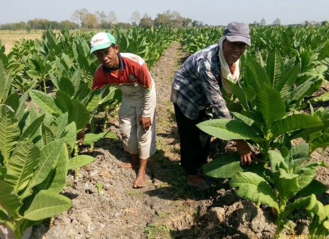 DKPP: Kemarau Tiba, Petani di Bojonegoro Mulai  Bersiap Tanam Bibit Tembakau