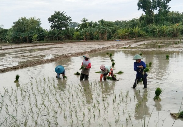 120.687 Ton Alokasi Pupuk Subsidi untuk Bojonegoro, Sebagian Belum Tersalurkan