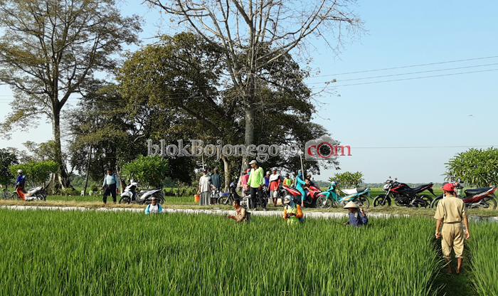 DKPP Klaim 24.800 Hektar Areal Persawahan Bojonegoro Tercover Asuransi