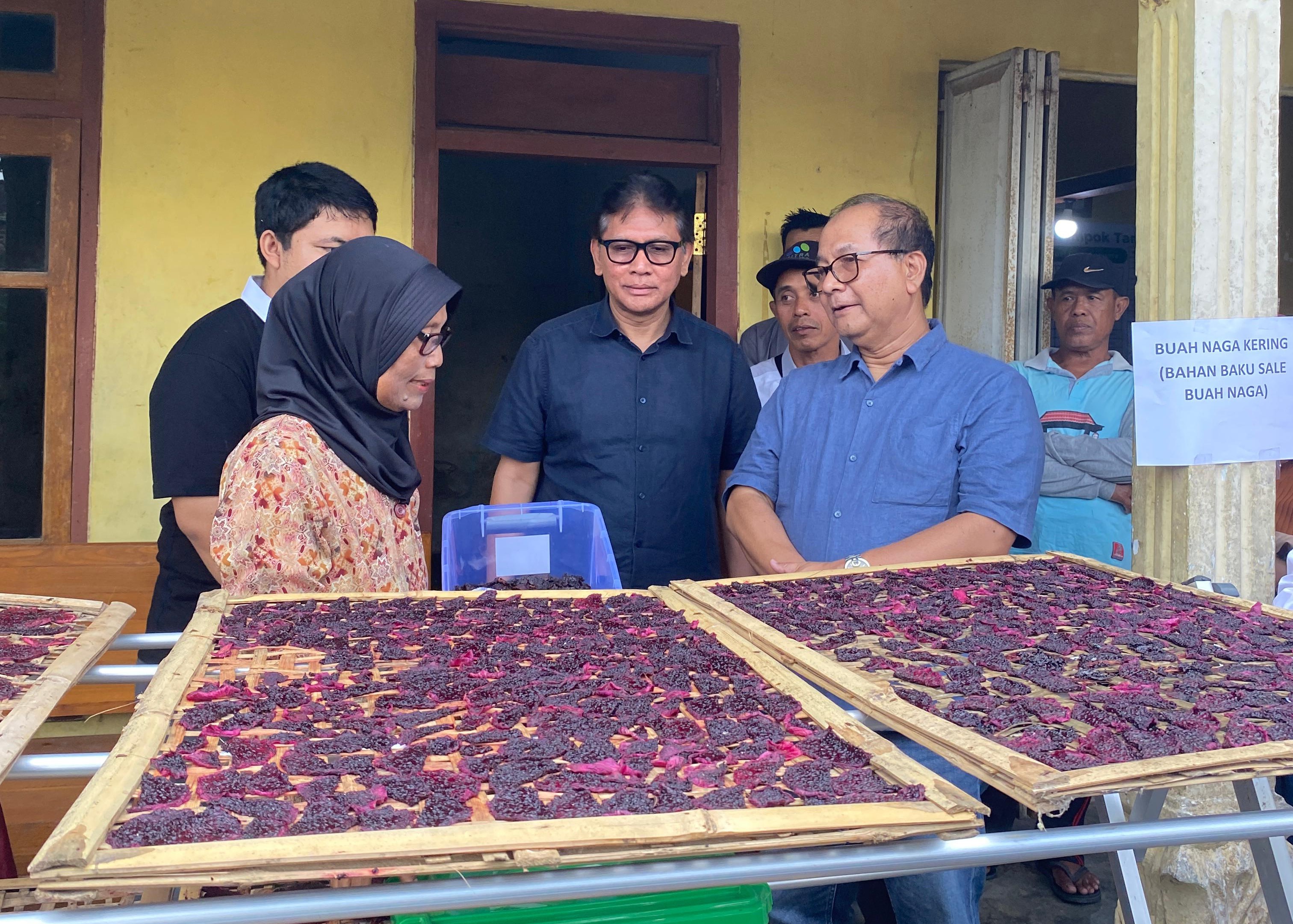 Kisah Sumartini Pembudidaya Buah Naga di Tanah Osing, Sukses Berdayakan Masyarakat Sekitar