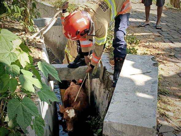 Damkar Bojonegoro Selamatkan Anak Sapi Tercebur Got