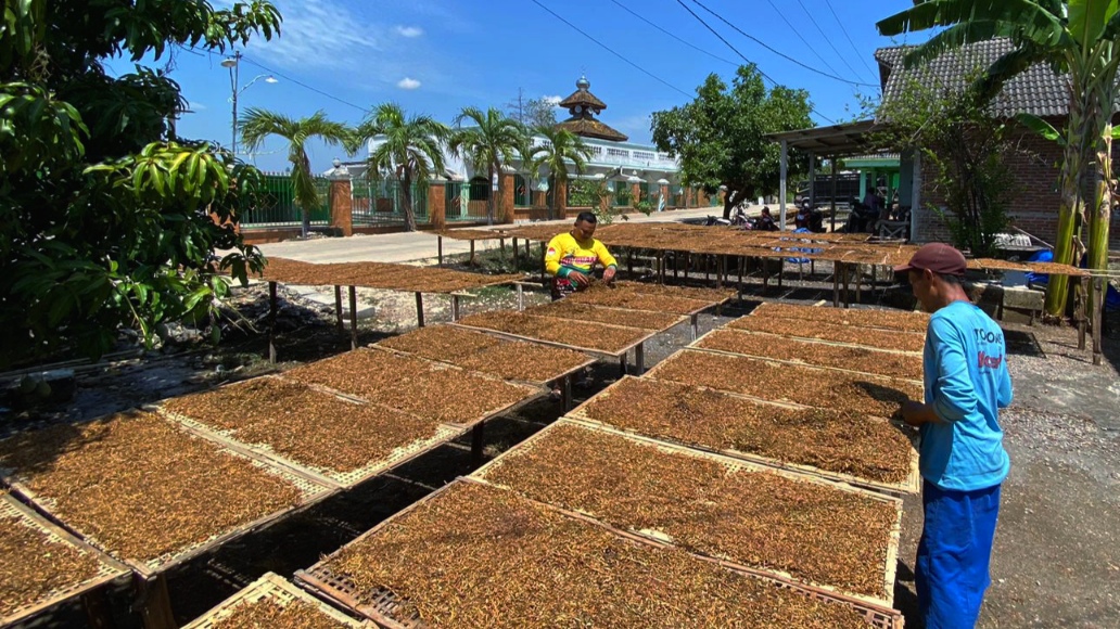 Hujan Mulai Guyur Bojonegoro, Harga Tembakau Menurun