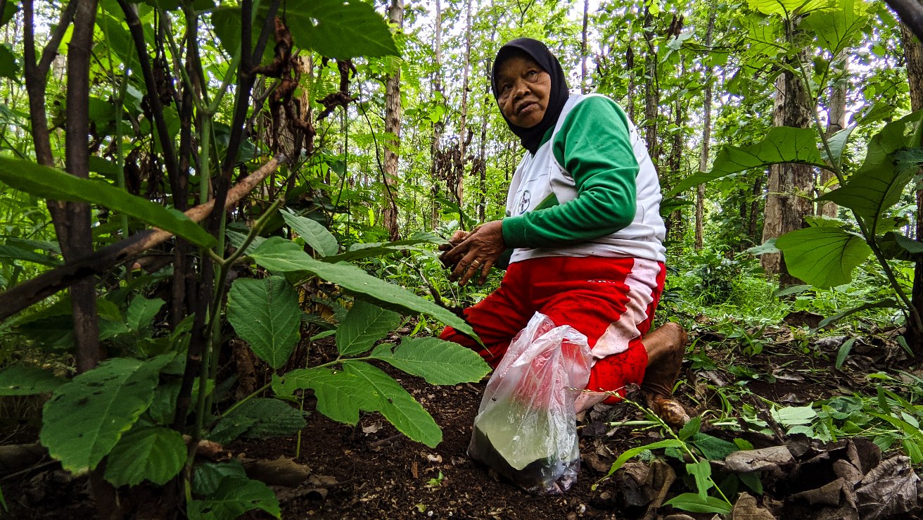 Tembus Rp100 Ribu Per Kilogram, ‘Enthung Jati’ di Hutan Bojonegoro Diburu Warga
