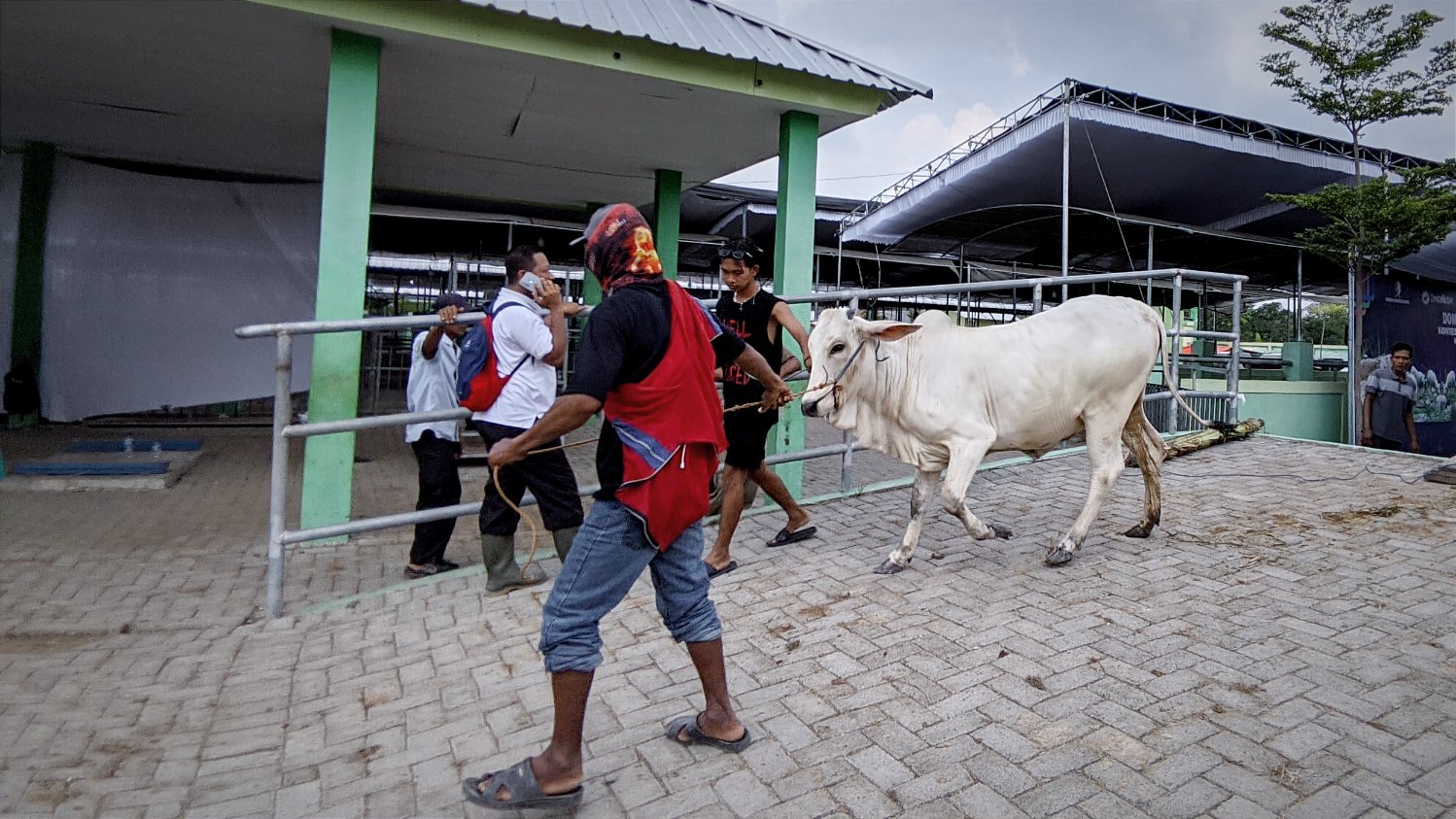 10 Sapi di Bojonegoro Terindikasi Terpapar PMK, Disnakkan Uji Laboratorium