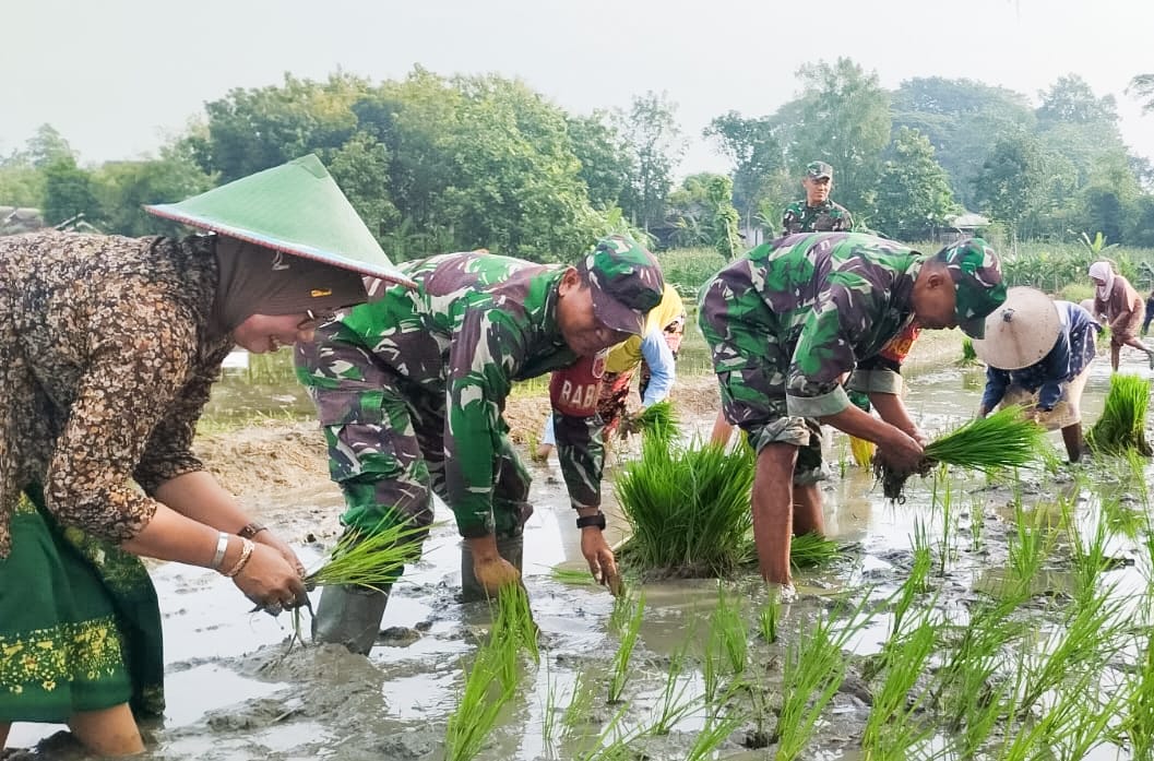 Menjaga Sawah, Menjaga Negeri: Peran Babinsa Bubulan Mendorong Ketahanan Pangan