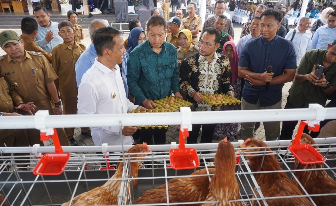 Bangga Beternak Ayam Petelur, Cara Bojonegoro Bergerak Makmur