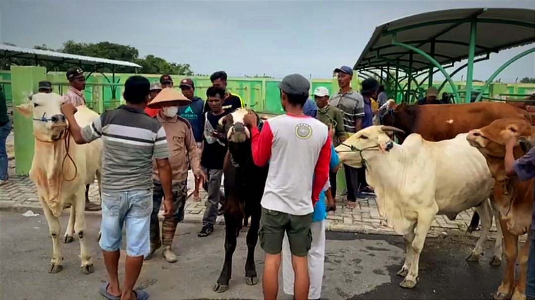 Mewabahnya PMK Iringi Turunnya Harga Sapi di Pasar Hewan Bojonegoro