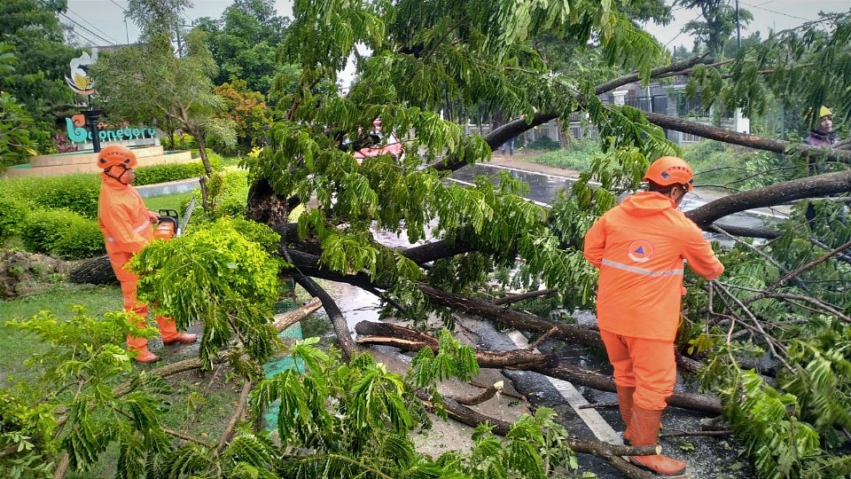 Selama 10 Hari, Cuaca Ekstrem di Bojonegoro Sebabkan Pohon Tumbang dan Rumah Rusak