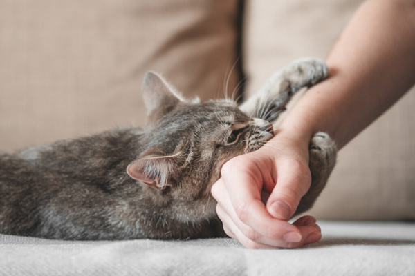 Shalat, Digigit atau Dijilat Kucing, Batalkah?