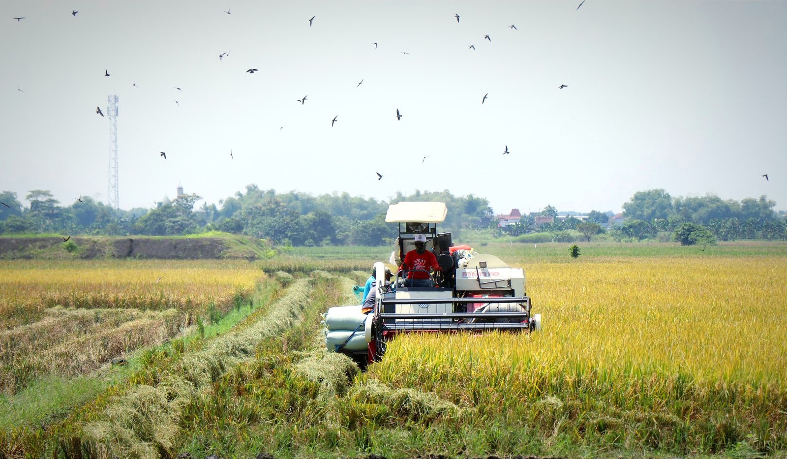 Harga Gabah di Bojonegoro Anjlok saat Panen Raya,...