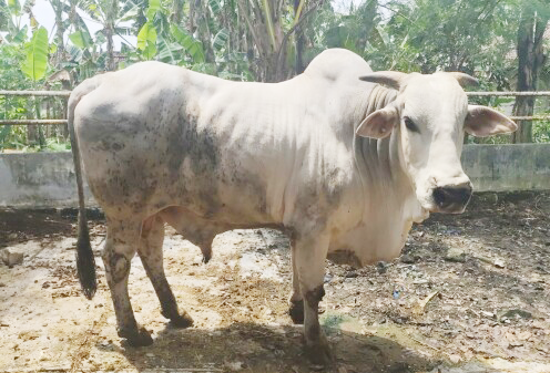 Bojonegoro Jadi Wilayah Sumber Bibit Sapi PO, Andalan...