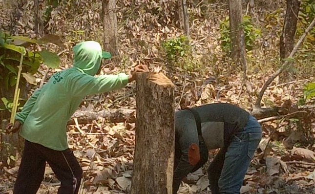 Puluhan Pohon Jati Hilang, Mantri dan Mandor KPH...