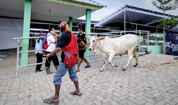 Jagal Kembali Buka, Harga Daging Sapi di Bojonegoro...