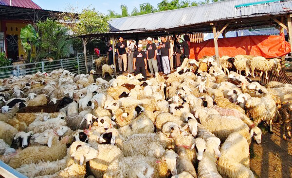 Pemuda Kepohbaru Bojonegoro Sukses Kembangkan Ternak Domba hingga...