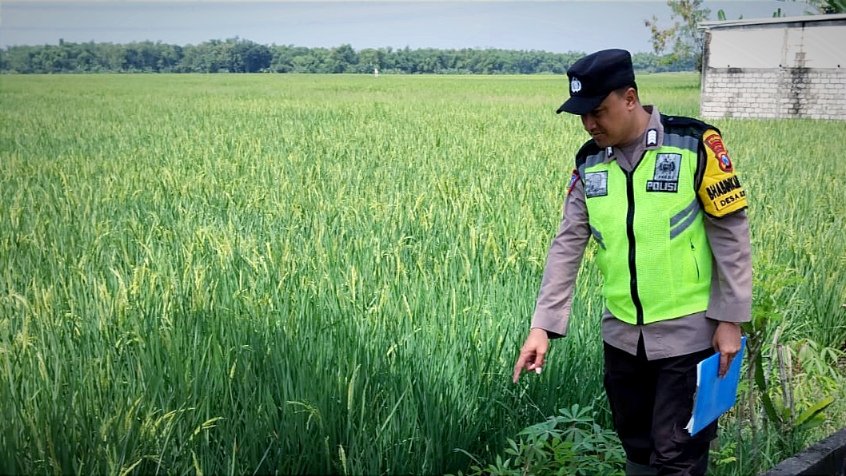 Pamit Semprot Padi, Petani di Bojonegoro Ditemukan Meninggal di Sawah