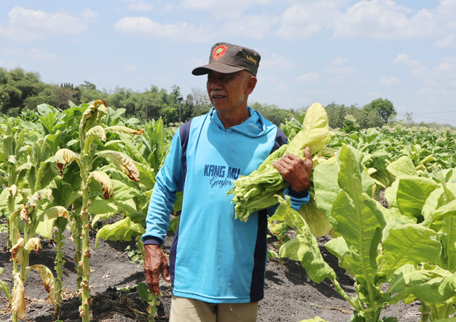 Sempat Turun, Harga Tembakau Kering Kembali Rp40.000/Kg