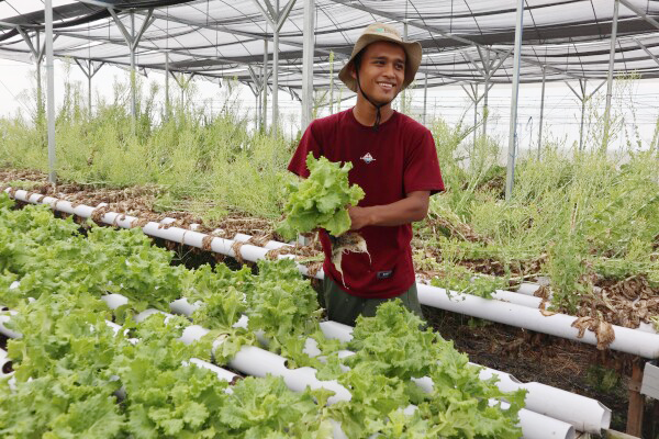8 Greenhouse di Kapas Bojonegoro, Fatkhul Ilma Penggerak Pemuda untuk Bangga Menjadi Petani