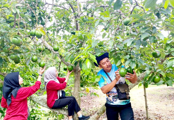 Petik Buah Alpukat Segar dari Pohon, Sambil Wisata Sumur Tua