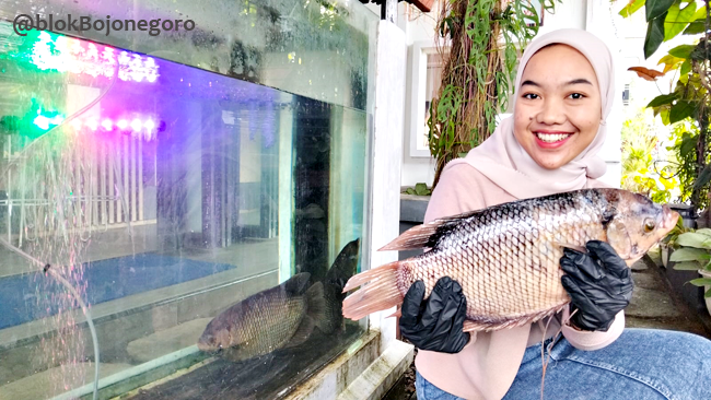 Ucapkan Ultah ke 2 D'Konco Cafe, TPG Pilanggede Serahkan 4 Gurame Jumbo