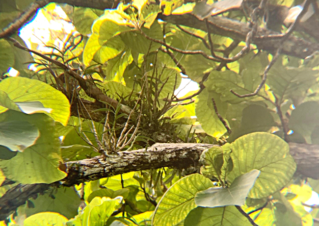 Anggrek Larat Hijau, Buktikan Kekayaan Hayati di Hutan...