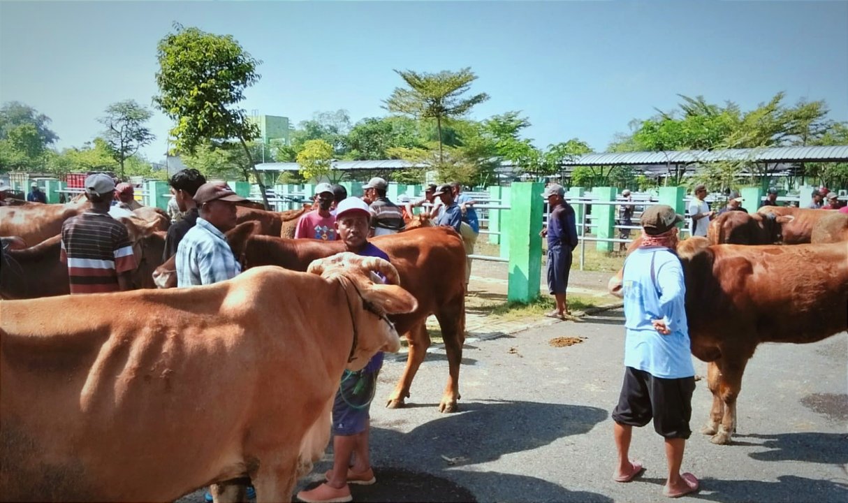 Ketersediaan Hewan Kurban di Bojonegoro Capai 60.349 Ekor