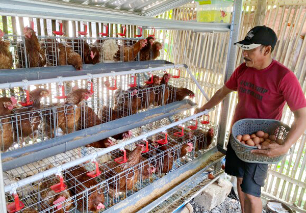 Beberapa Skema untuk Bantu Peternak Ayam GAYATRI, Disiapkan...