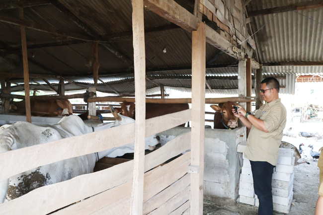 Kelompok Ternak Lembu Suro Tembus Penilaian Tingkar Jatim