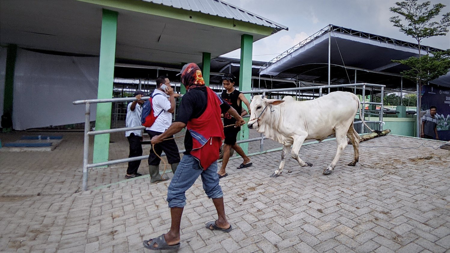10 Sapi di Bojonegoro Terindikasi Terpapar PMK, Disnakkan Uji Laboratorium