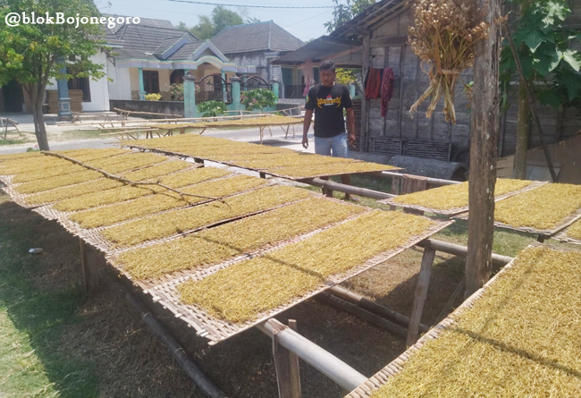 Hujan Masih Datang, Petani Tembakau Tetap Was-Was