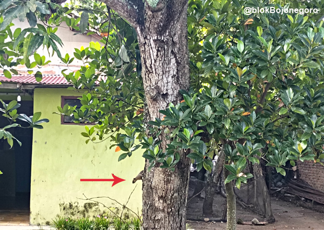 Bajing Serang Pemukiman, Warga Resah Tidak Bisa Panen Buah