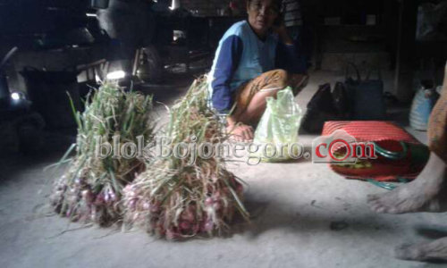 Usai Panen, Harga Bawang Merah di Sekar Masih Mahal