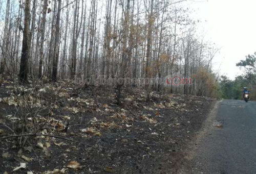 Pasca Kebakaran, Warga Sekitar Hutan Kesulitan Cari Pakan Ternak