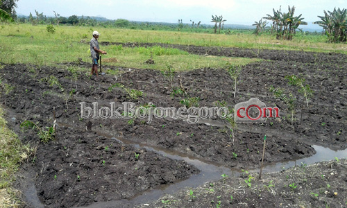 Desa Setren Pusat Ujicoba Tanam Pohon Kayu Putih