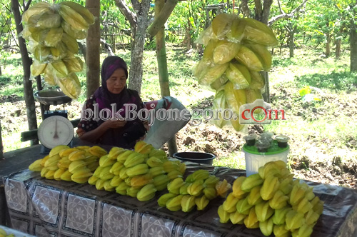 Segarnya Blimbing Ngringinrejo Bojonegoro, 3 Kg Cuma Rp.10 ribu
